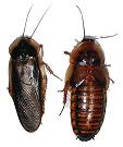 Cucaracha Argentina Gigante (Blaptica Dubia),